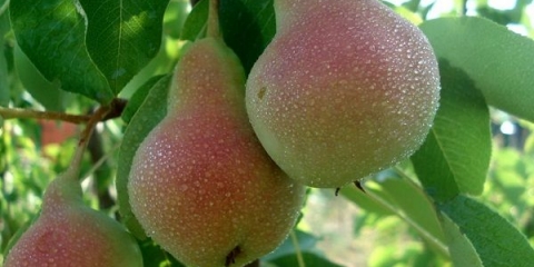 Opis sorti kruške williams